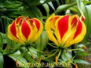 Flame Lily
